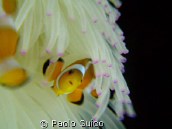 amphipiron percula by Paolo Guico 